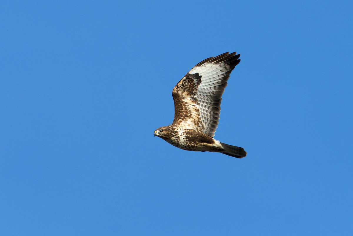 Buse variable - ML646462929