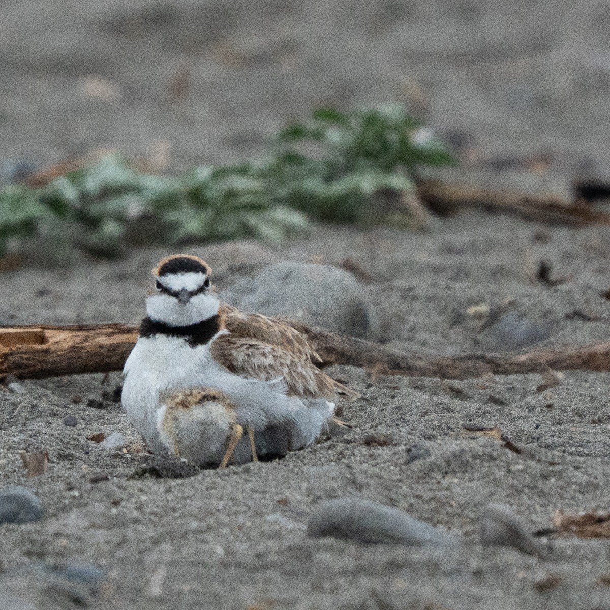 Collared Plover - ML646462931