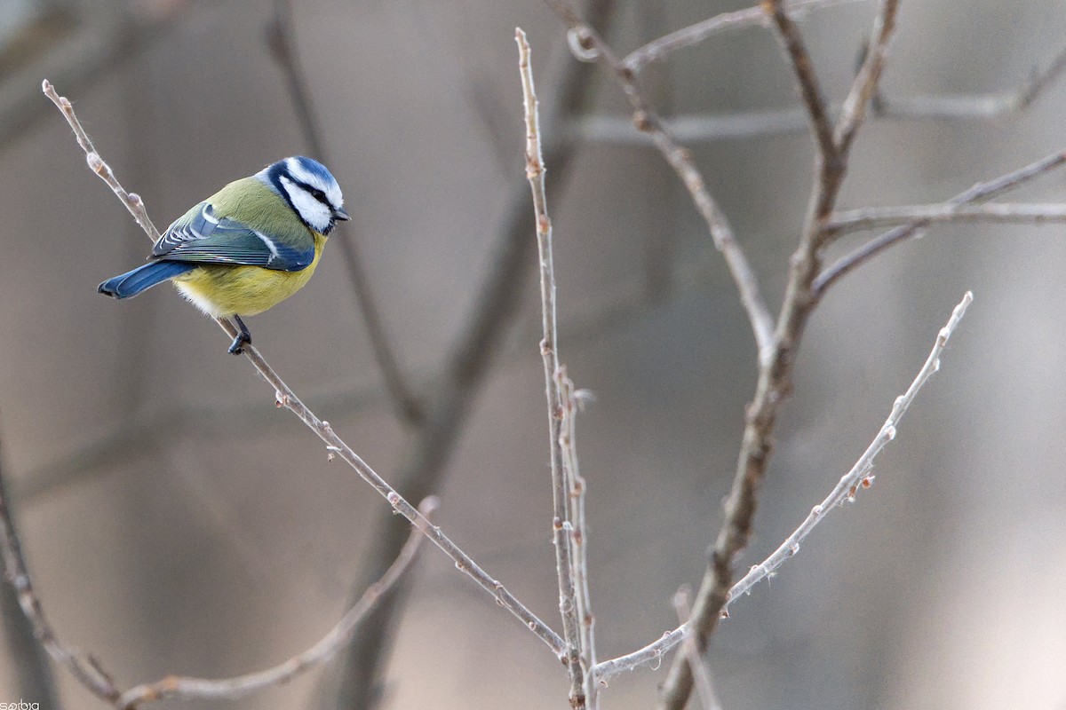 Mésange bleue - ML646462933
