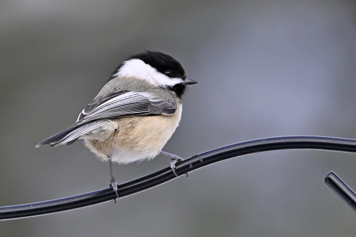 Black-capped Chickadee - ML646462934