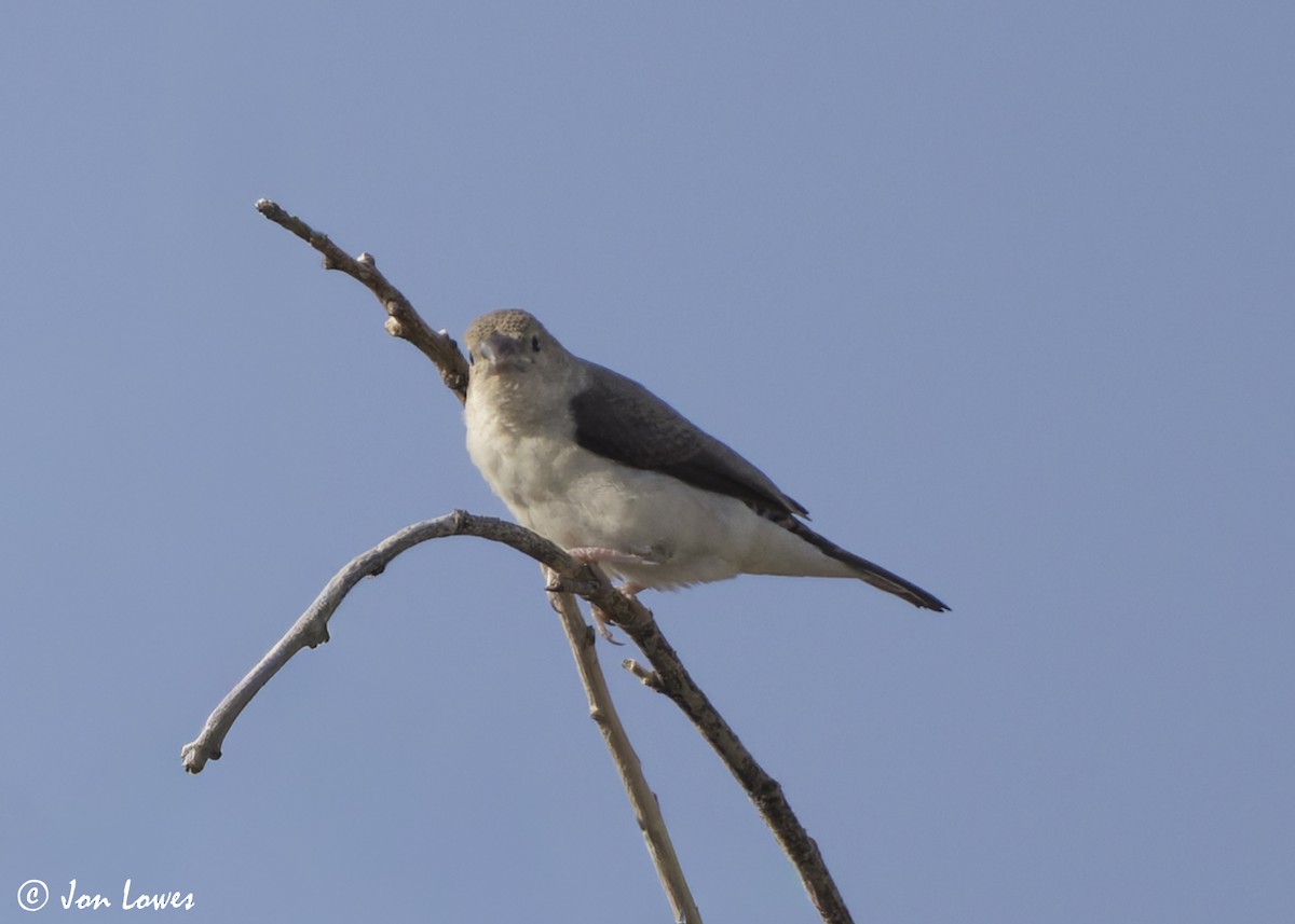 Capucin bec-d'argent - ML646462937