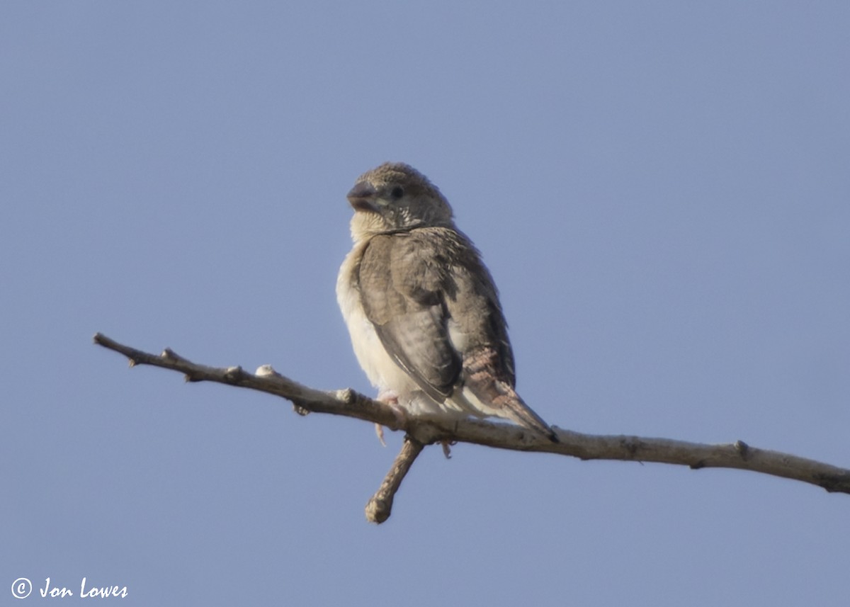 Capucin bec-d'argent - ML646462938