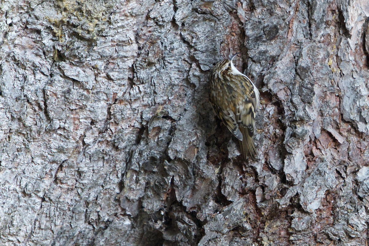 Grimpereau des bois - ML646462945