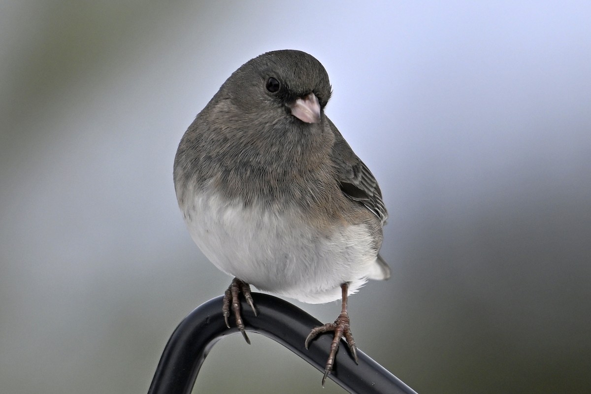 Dark-eyed Junco - ML646462948