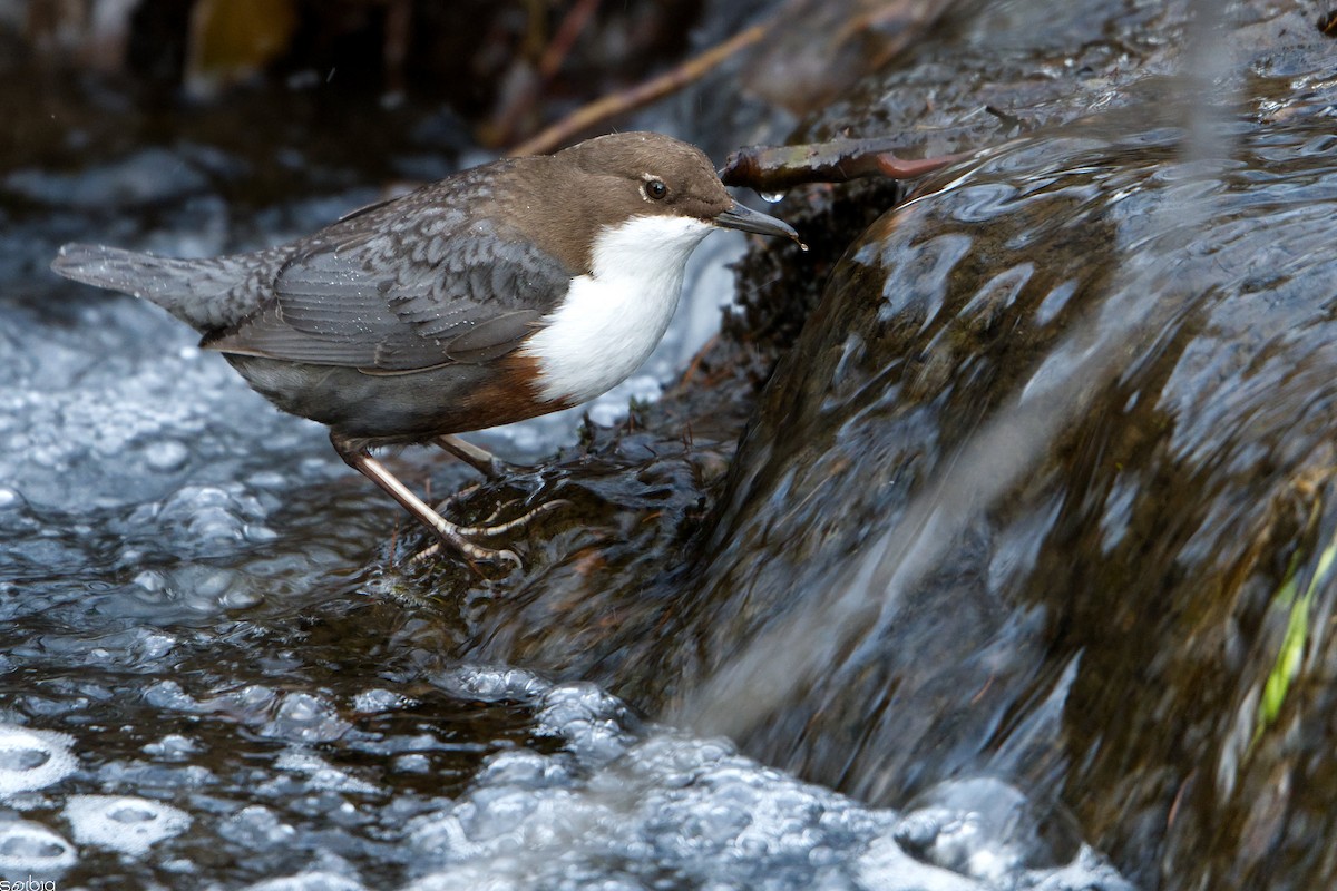 Cincle plongeur - ML646462956