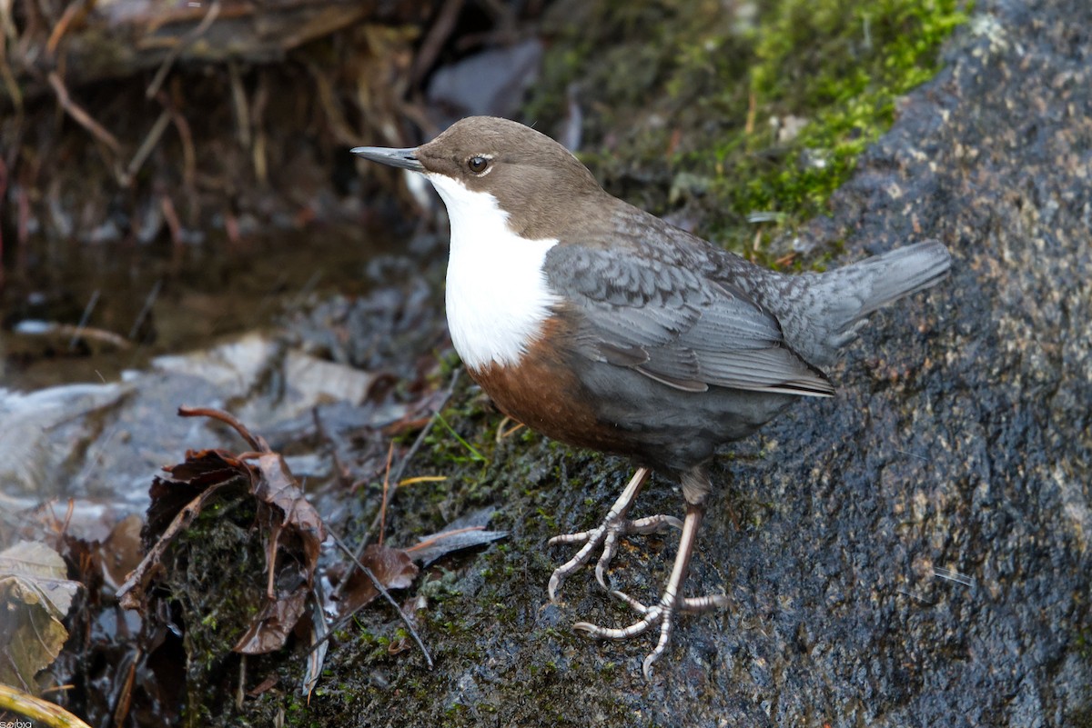 Cincle plongeur - ML646462957