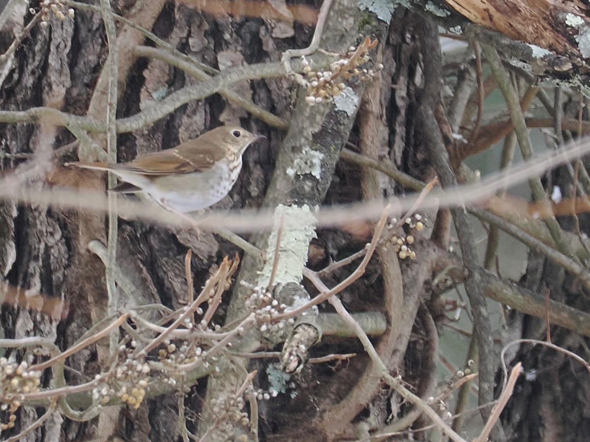 Hermit Thrush - ML646462958