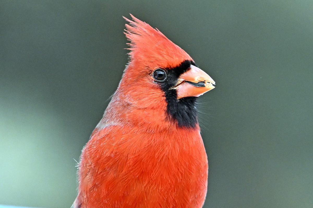 Northern Cardinal - ML646462959