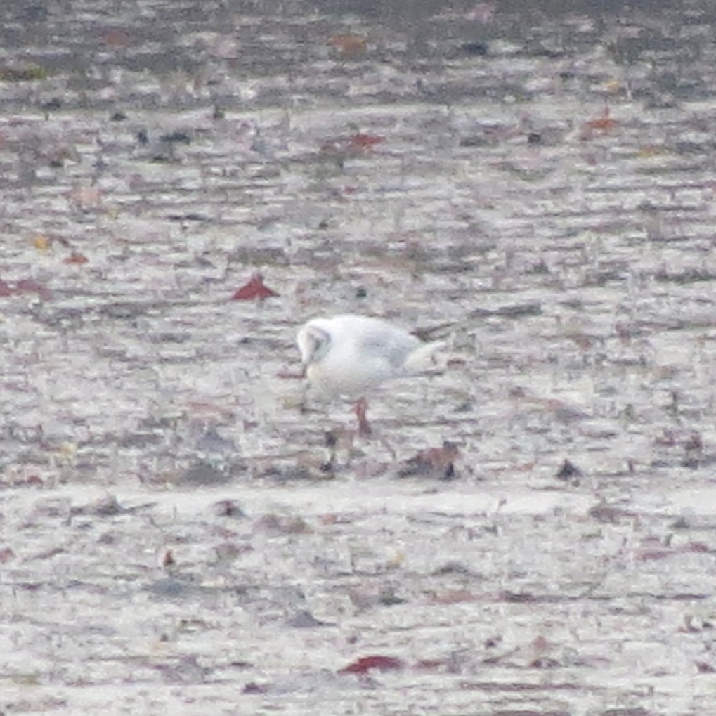 Black-headed Gull - ML646462960