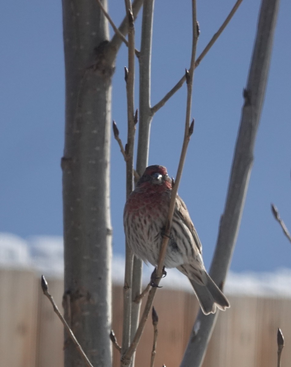 House Finch - ML646462962