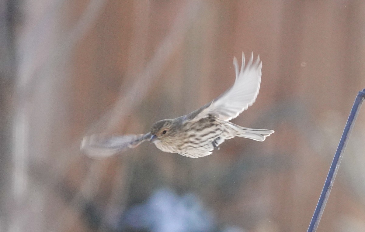 House Finch - ML646462963