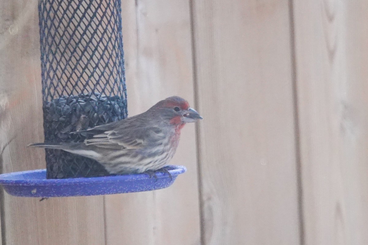 House Finch - ML646462964