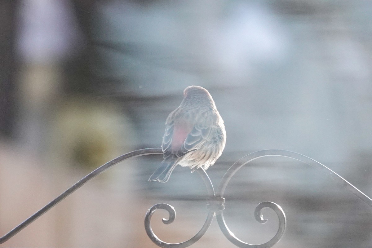 House Finch - ML646462965