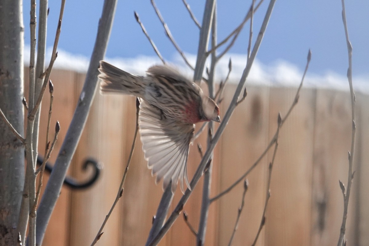 House Finch - ML646462966