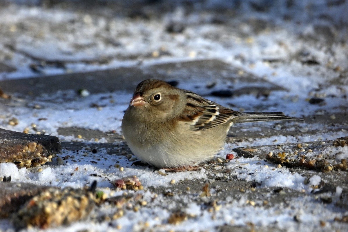 ヒメドリ - ML646462968