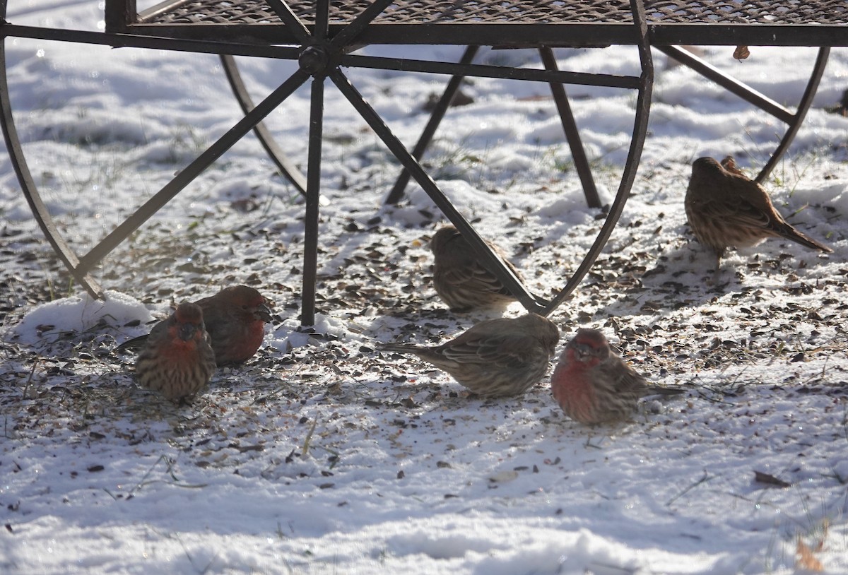 House Finch - ML646462969