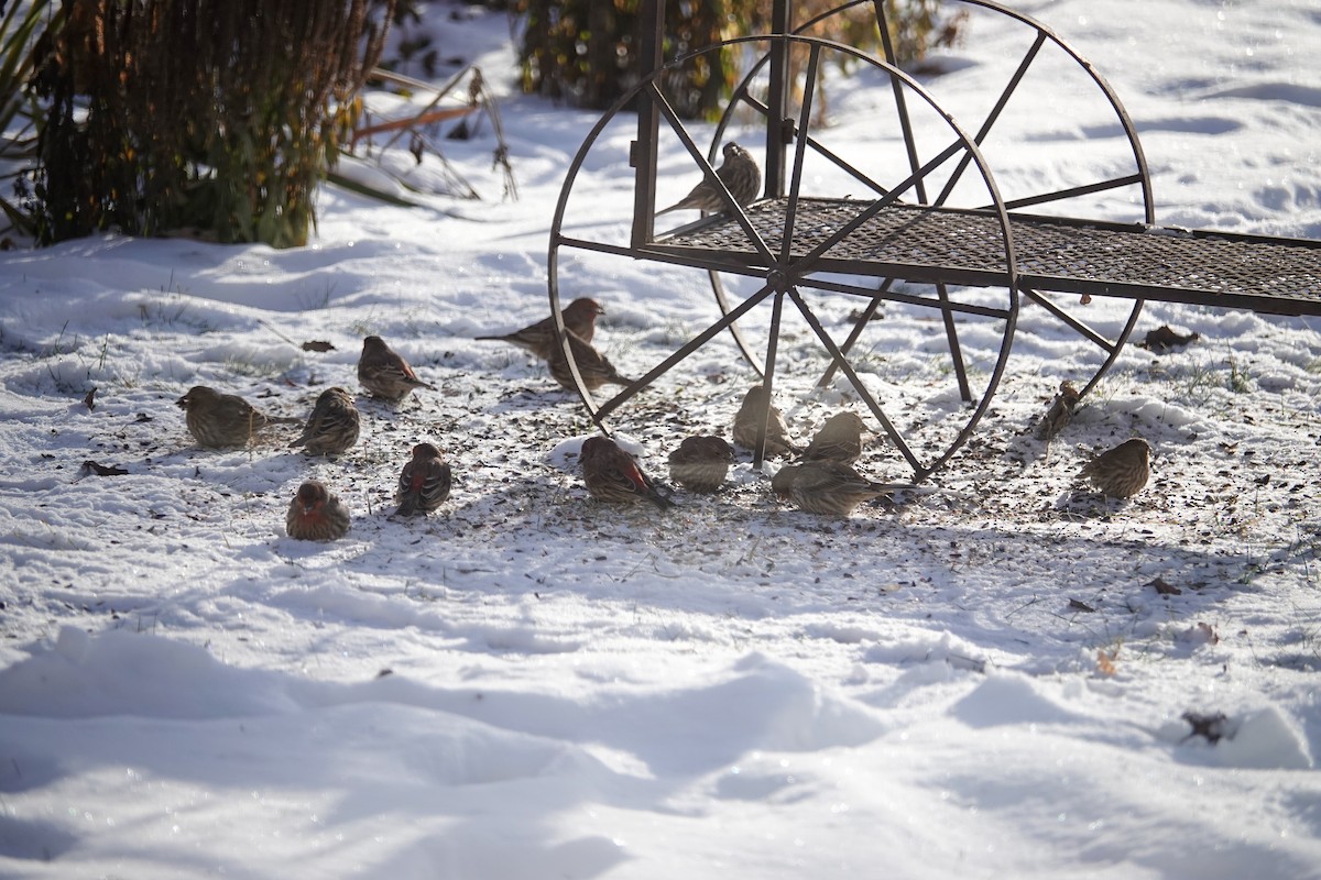 House Finch - ML646462970