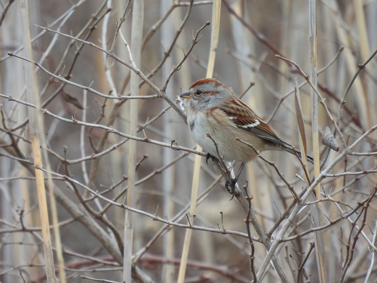 Пасовник північний - ML646462971