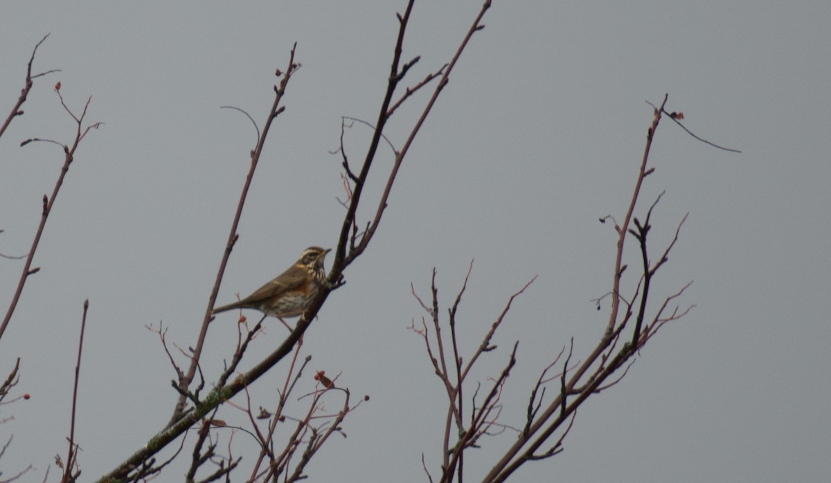 Redwing - ML646462972