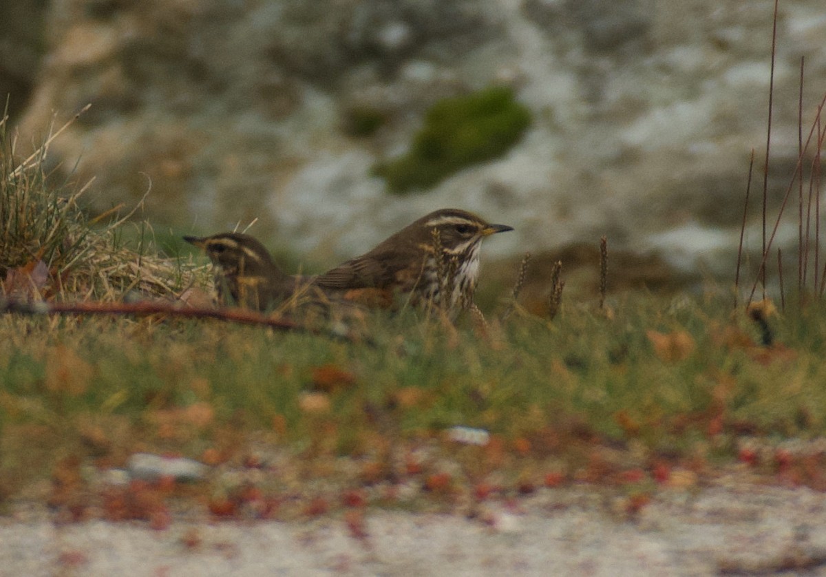 Redwing - ML646462973