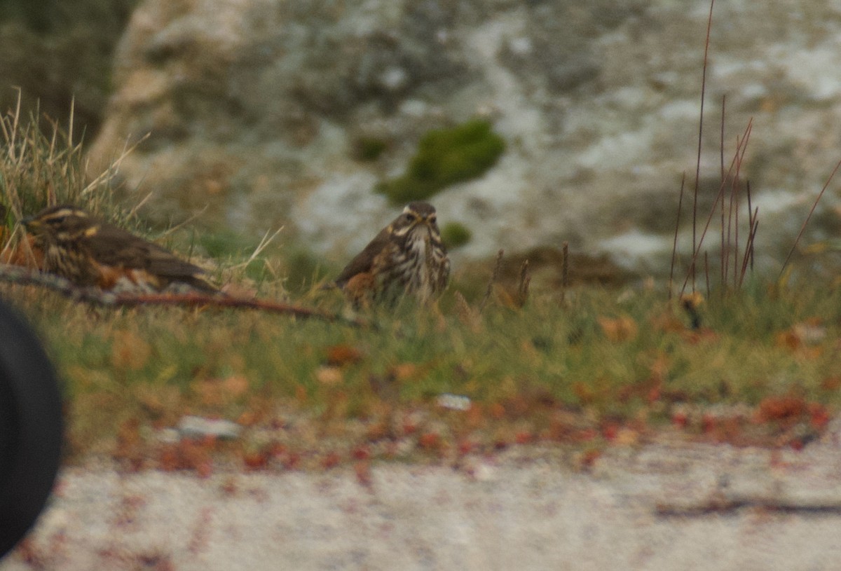 Redwing - ML646462974