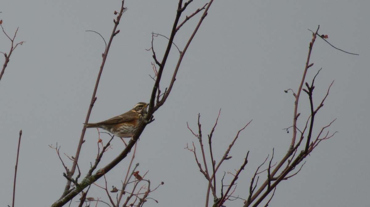 Redwing - ML646462975