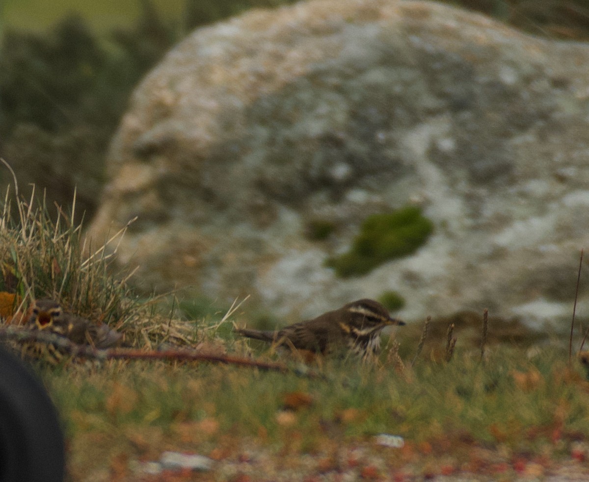 Redwing - ML646462976