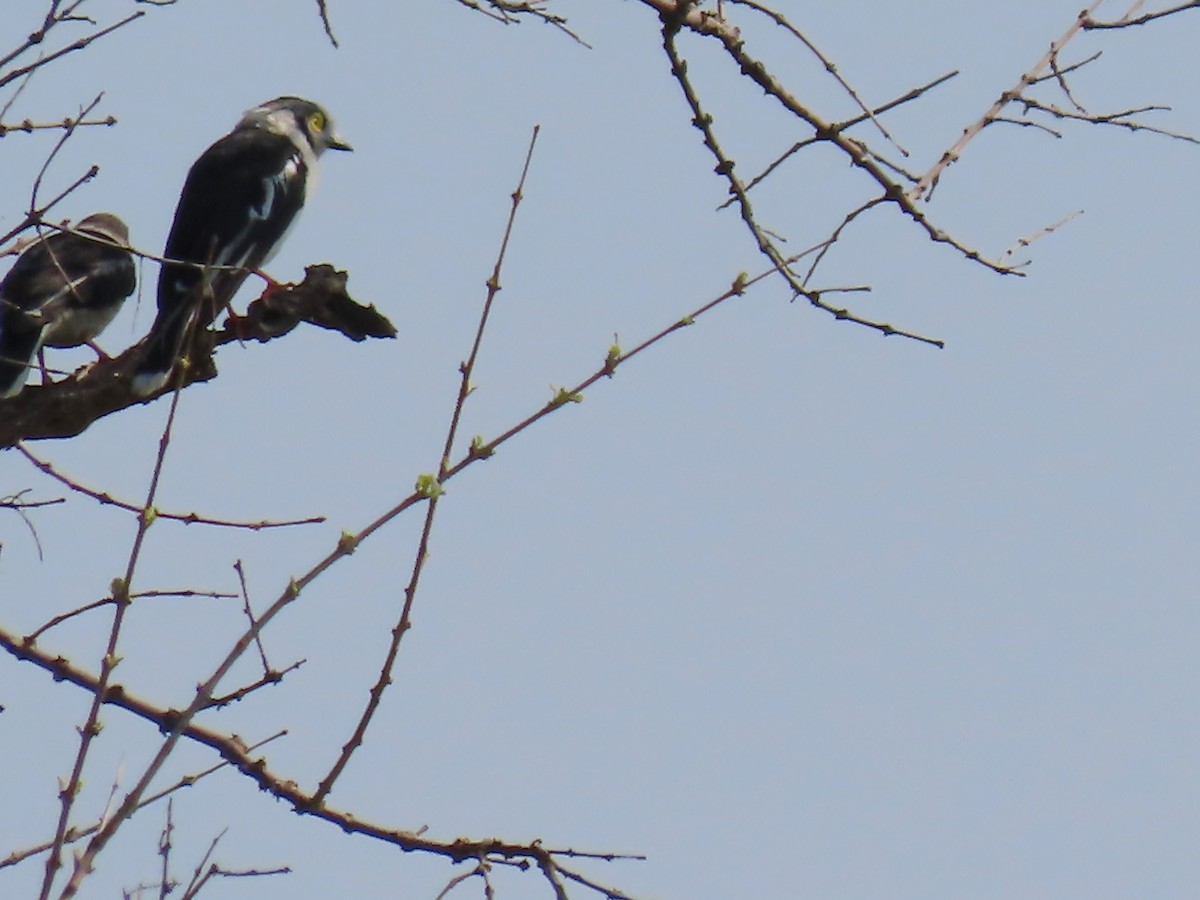 Ak Sorguçlu Vanga - ML646462977