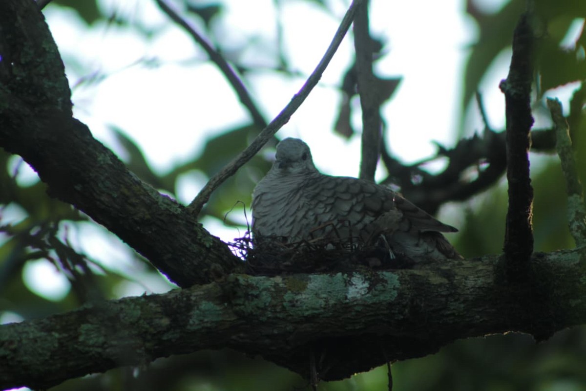 Inca Dove - ML646462978