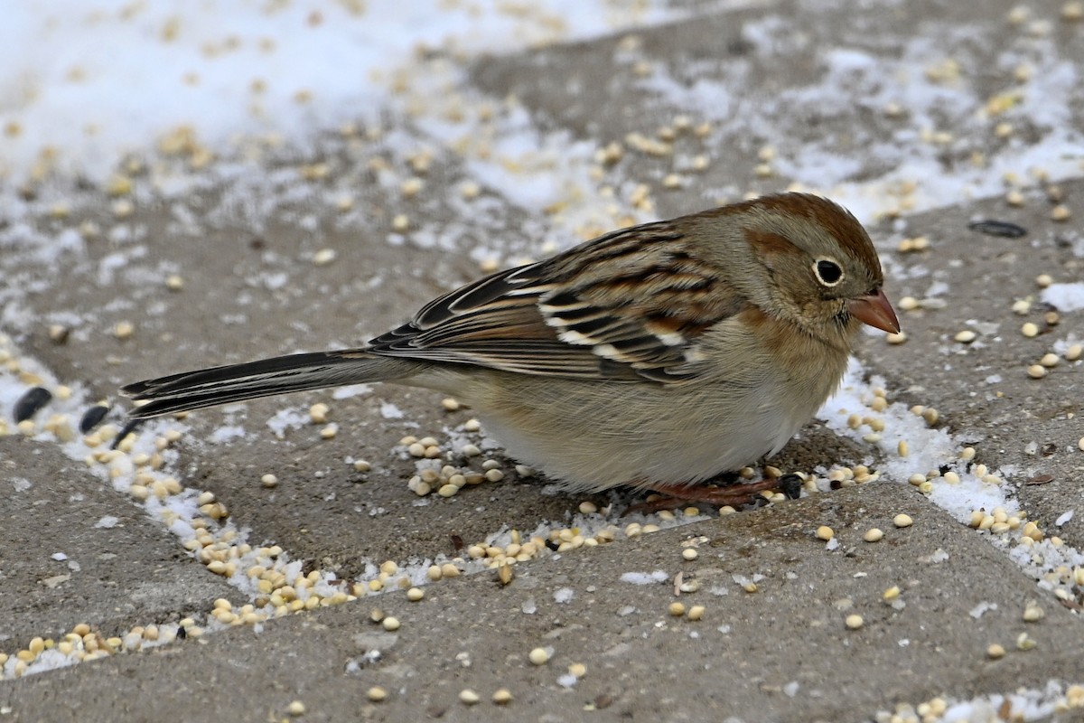 ヒメドリ - ML646462980