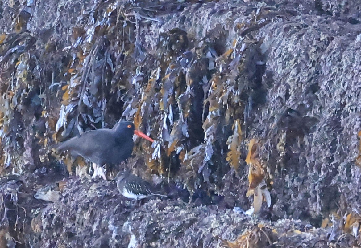 kamenáček černohlavý - ML646462982