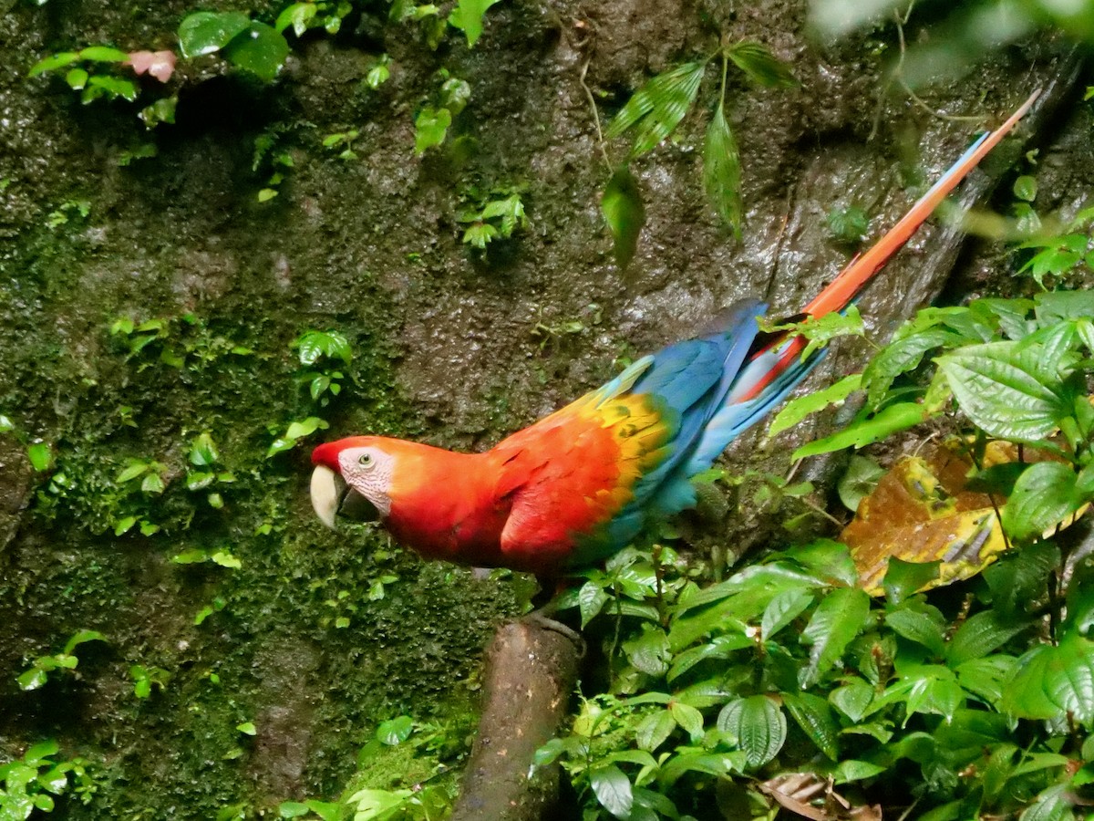 Араканга - ML646462985