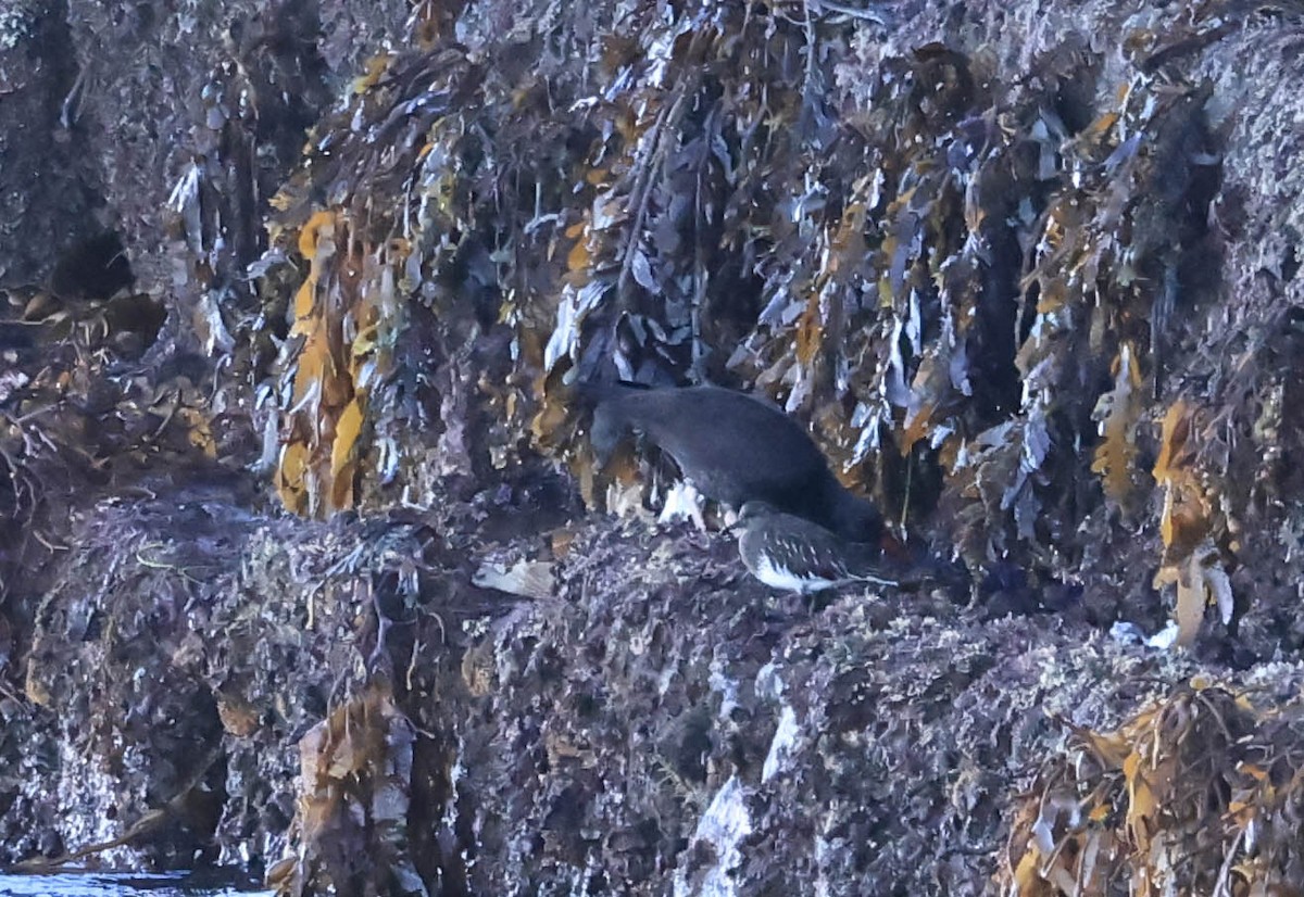 kamenáček černohlavý - ML646462994