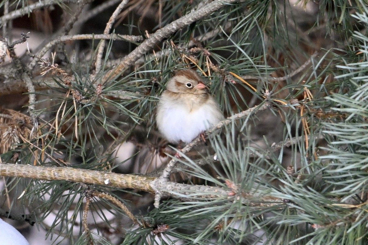 ヒメドリ - ML646462995