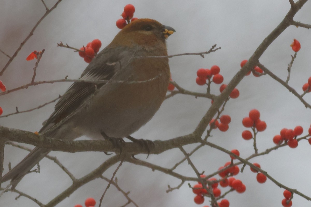 Pine Grosbeak - ML646462997