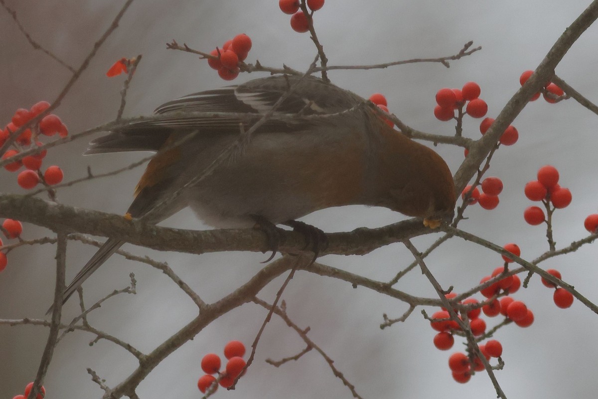 Pine Grosbeak - ML646462998