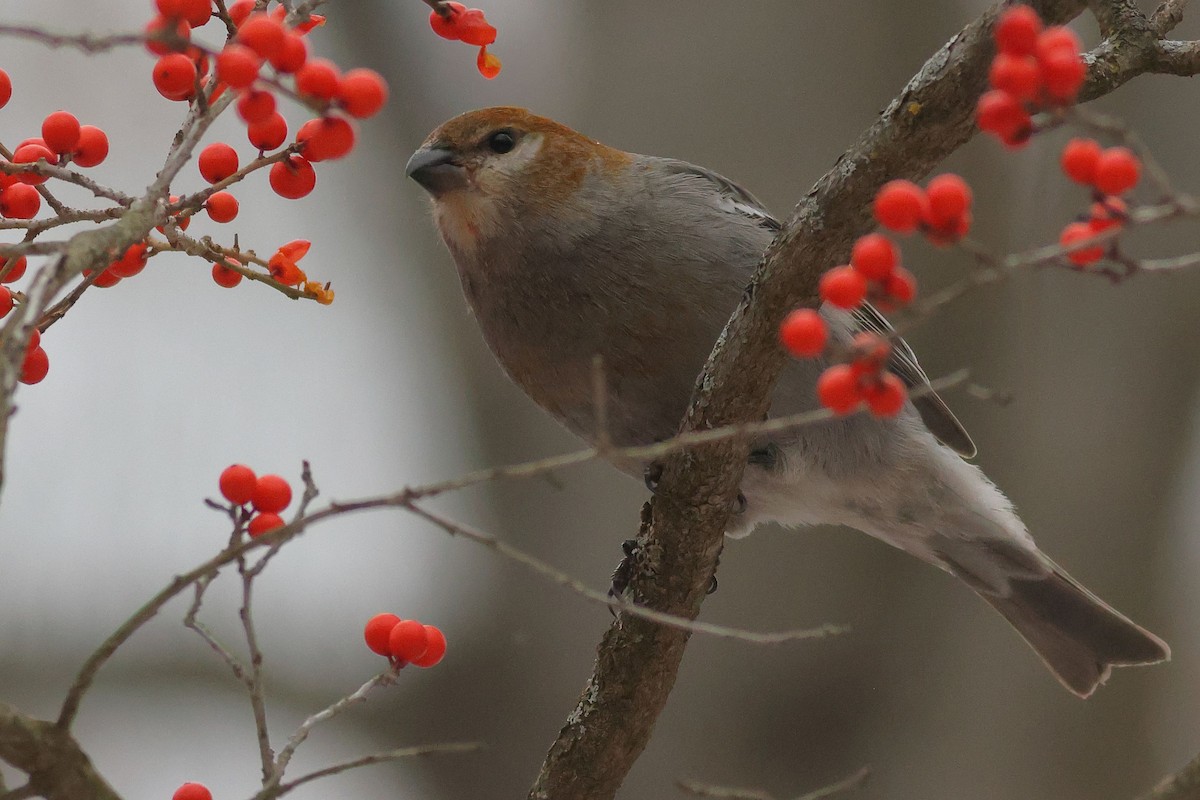Pine Grosbeak - ML646462999