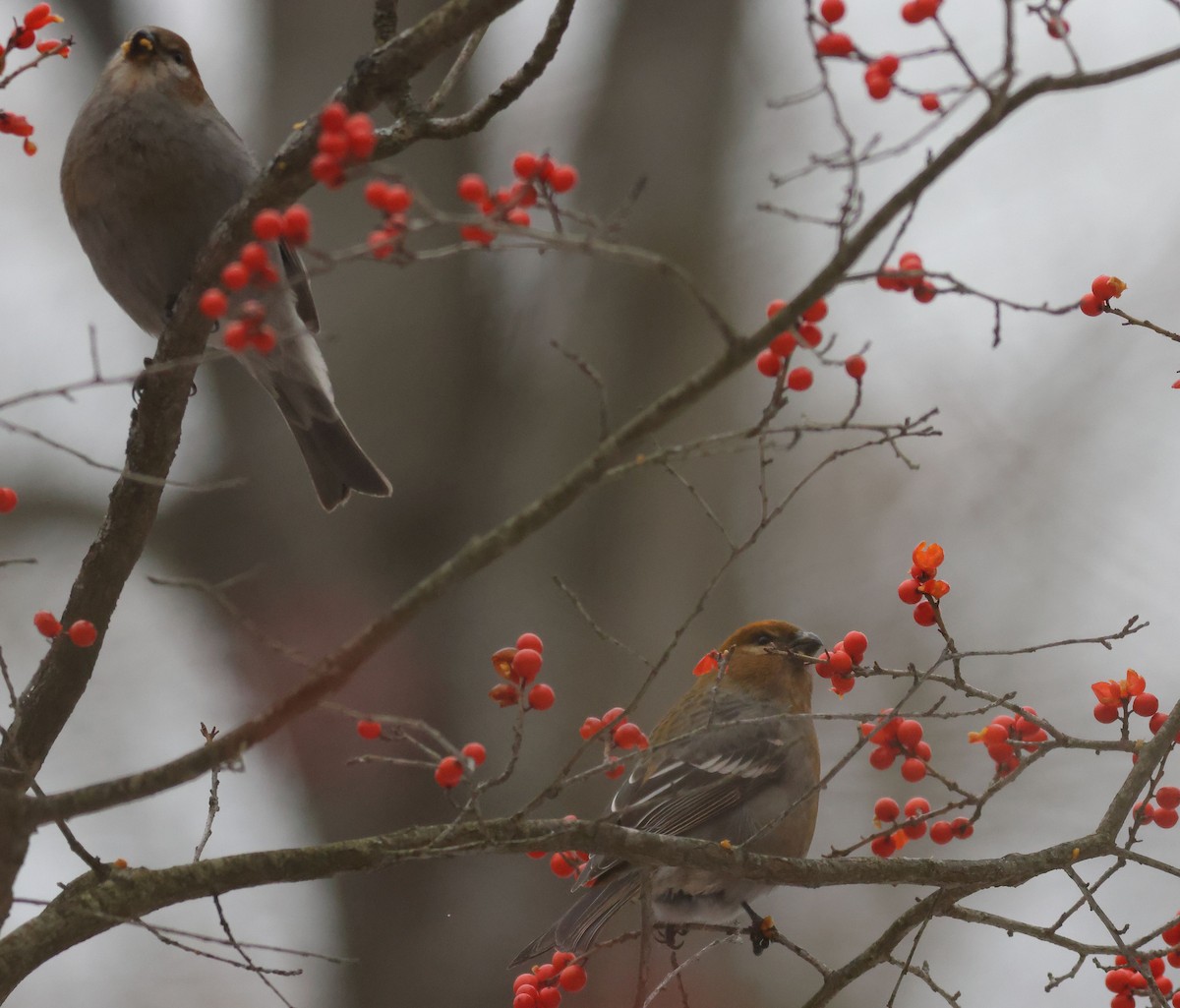 Pine Grosbeak - ML646463000