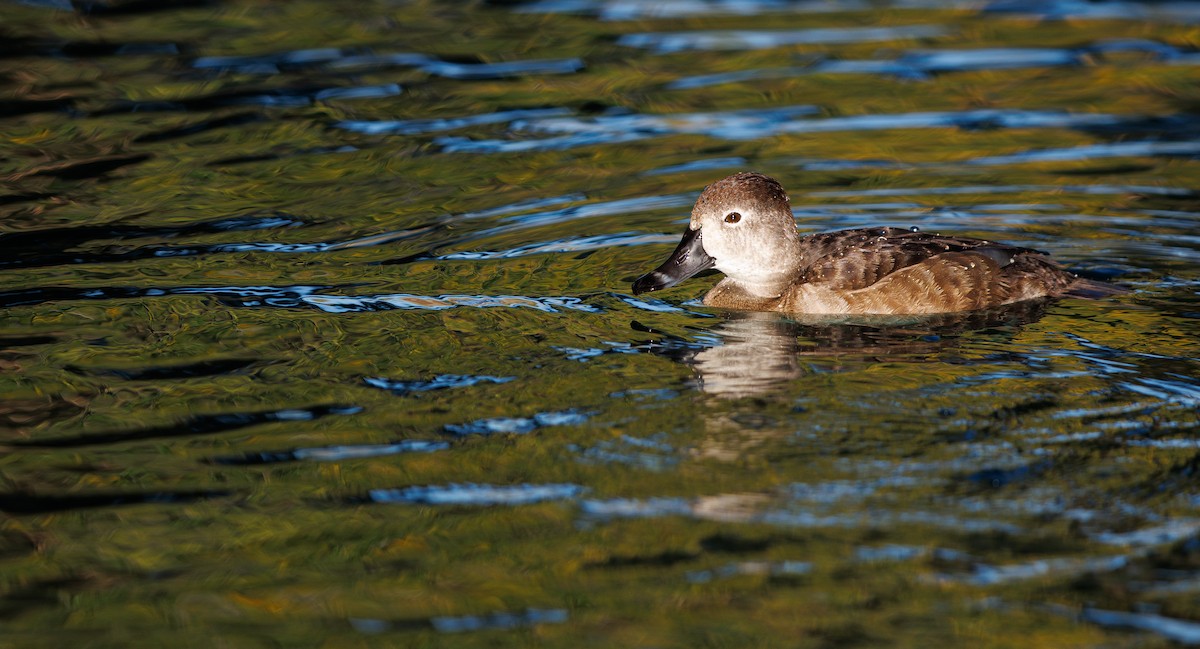 Moretta dal collare - ML646463001