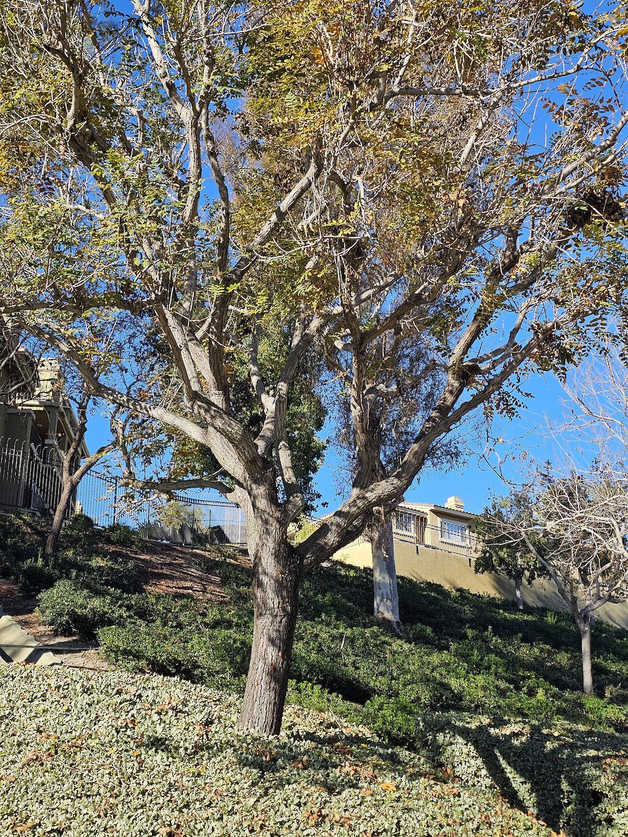 ノドグロハイアメリカムシクイ - ML646463002