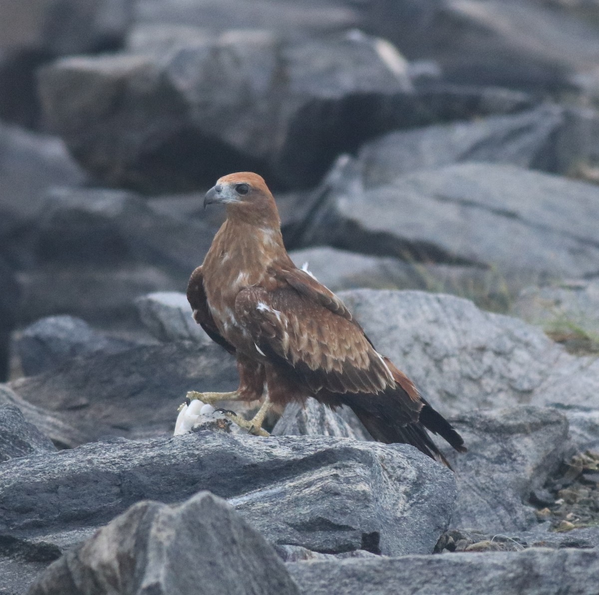 Brahminy Kite - ML646463004