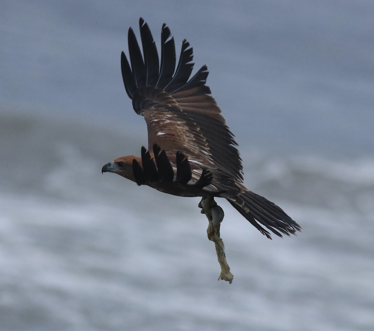 Brahminy Kite - ML646463005