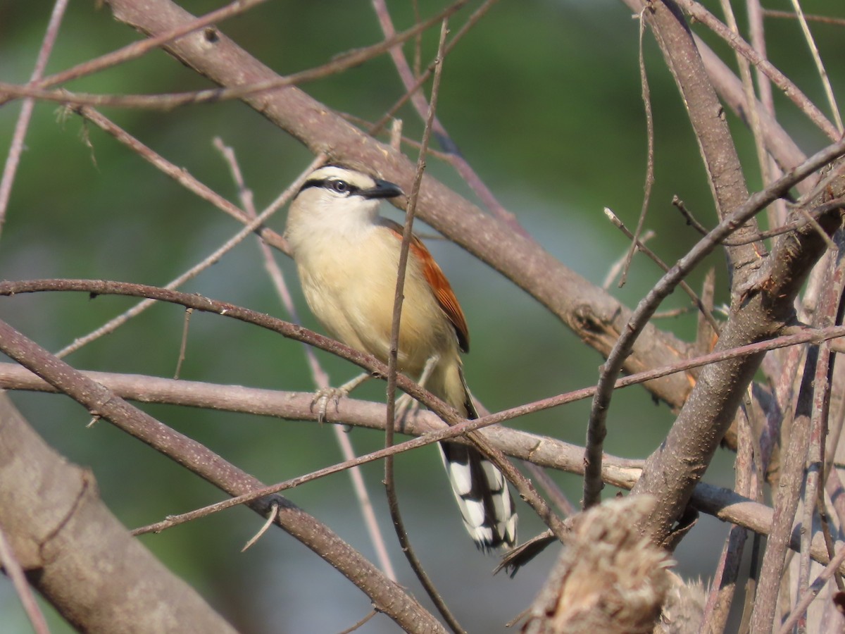 Senegal Çagrası - ML646463006