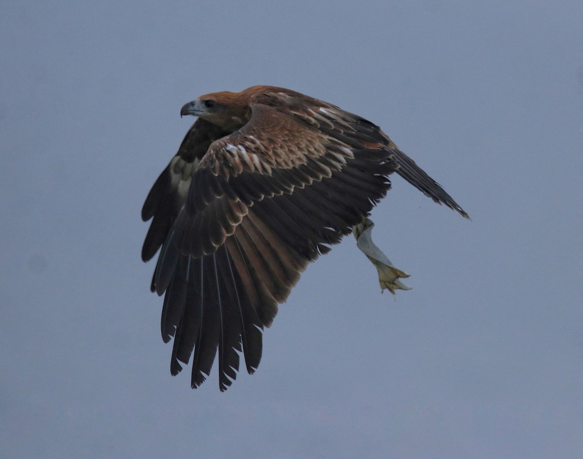 Brahminy Kite - ML646463007