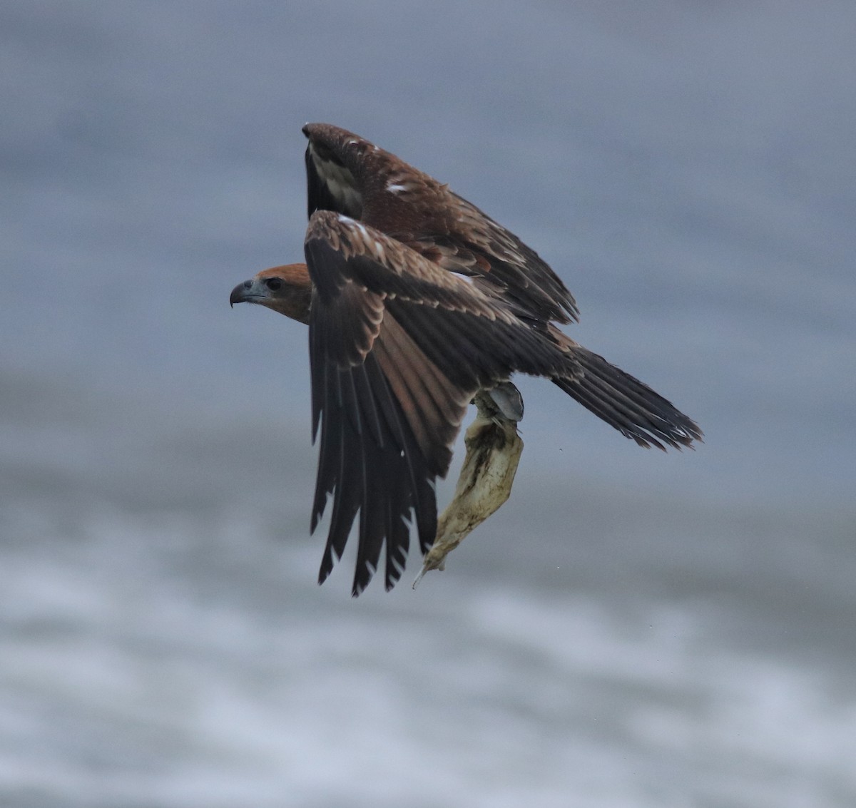 Brahminy Kite - ML646463008
