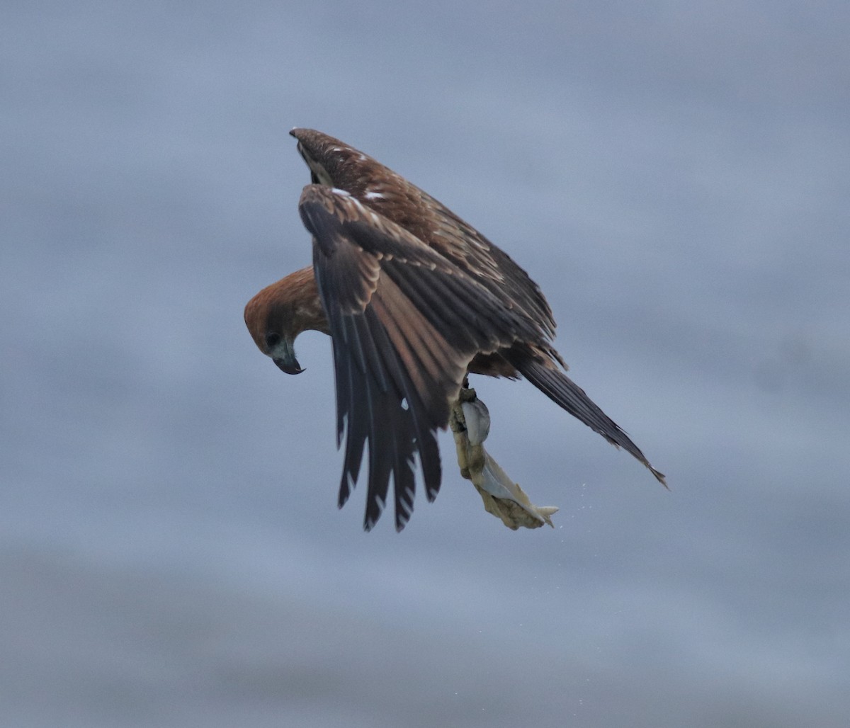 Brahminy Kite - ML646463010