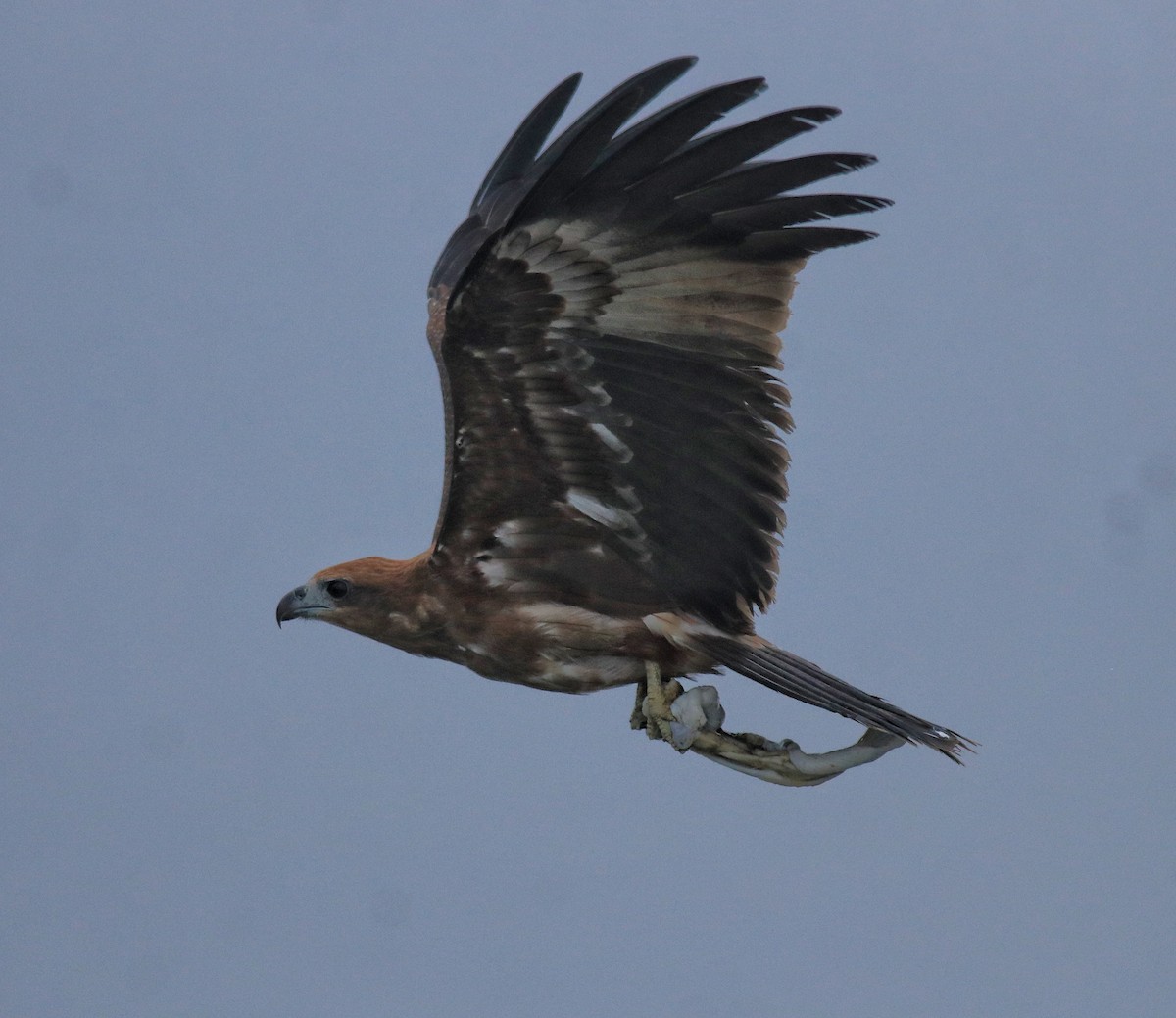 Brahminy Kite - ML646463011