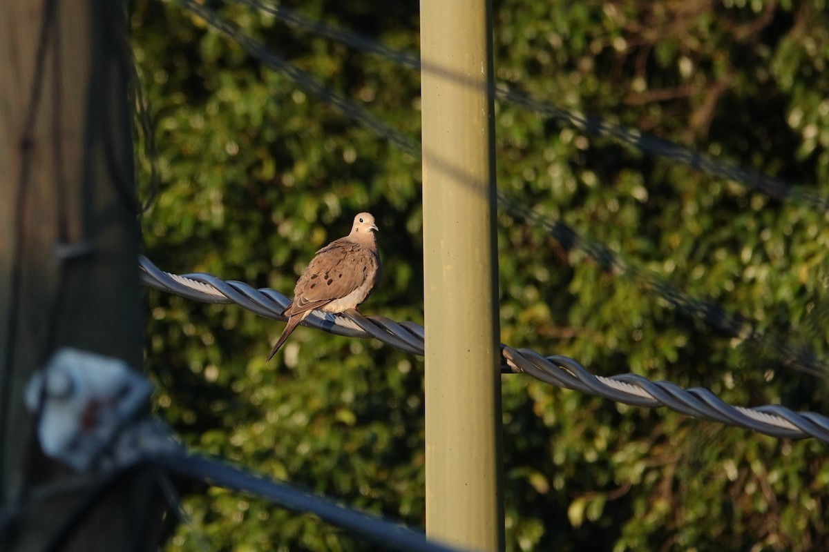 Mourning Dove - ML646463012