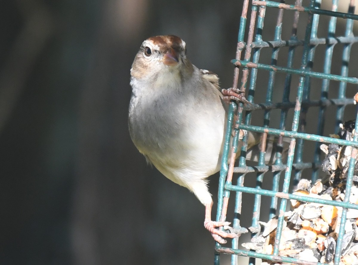 White-crowned Sparrow - ML646463015