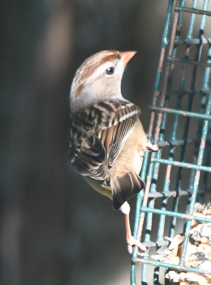 White-crowned Sparrow - ML646463016